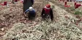 GAZİANTEP'TE SOĞAN HASADI BAŞLADI
