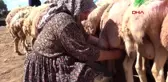 KAYSERİ'DE KIRPILAN KOYUNLARIN YÜNLERİ, ÇEYİZ OLUYOR