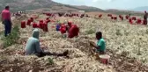 Mor kuru soğan hasadına başlandı