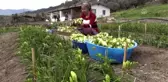 Rengarenk çiçekler kadınların elinde açıyor