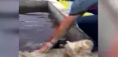 AMASYA HAVUZA DÜŞEN KÖPEK KURTARILDI