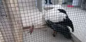 IĞDIR KANGREN OLAN BACAĞI KESİLEN LEYLEĞE PROTEZ TAKILACAK