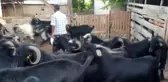 Kadirli'de kurbanlık fiyatları açıklandı