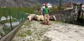 Huzuru Köyde Bulanlar - Muhasebeciliği bıraktı köyünde hayvancılık yapıyor