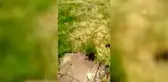 İtalyan çekirgesi çiftçilerin korkulu rüyası oldu