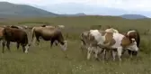 Kentte çiçekçi yaylada çoban