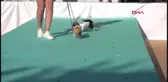 Sahipli köpekler, sokak hayvanları için yarıştı