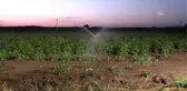 Gece sulamasıyla suda tasarruf, üründe verim artışı sağlandı