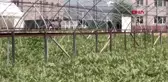 MANİSA Salihli'de hükümlüler sezonun ilk karpuzunun hasadını yaptı