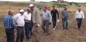 Çubuk'ta buğday hasadı