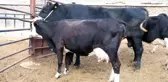 2 tonluk boğa 70 bin liradan yeniden satışa çıktı