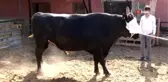 2 tonluk boğa 70 bin liradan yeniden satışa çıktı