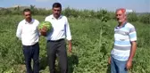 Karpuz ve kavundaki verimden memnun olan çiftçiler pazar sorunu yaşıyor