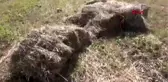 KARS ARILARIN SALDIRDIĞI 2 ÇOCUK HASTANEYE KALDIRILDI