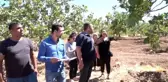 Siirt fıstığında verim tahmin çalışmaları