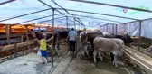 Bursa'da kurban pazarlarında sinekle mücadele