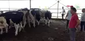 MERSİN'DE KURBANLIK SATIŞLARI BAŞLADI
