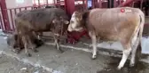 Van'da kurbanlıklar görücüye çıktı