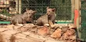 İkiz aslan yavruları 
