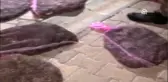 Kaçak avlanmış 3 bin kurbağa ele geçirildi