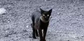 Kediyi yakalamak için kapan kurdular