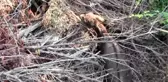 Bayramiç'te eşek kurtarma operasyonu