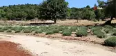Kaş'ta lavanta yetiştiriciliği başladı