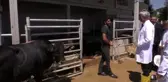 Kurbanlık hayvan ithal etmedik