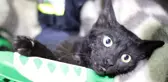 Günlerdir boynundaki kavanozla yaşayan kedi sonunda kurtarıldı