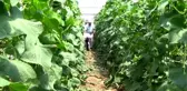 Mersin'de salatalık hasadı 