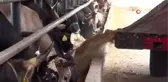 1 buçuk tonluk 