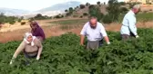 Bamyanın tarladan sofraya zahmetli yolculuğu