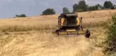 Buğdayın atası 