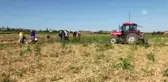 Sarımsak üreticisi fiyattan memnun