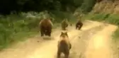 Yayla dönüşü önlerine çıkan ayı ailesini görünce şaşkınlık yaşadılar