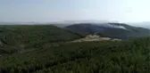 Ağaçlandırma sahasında yangın