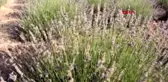 BURDUR LAVANTA DERESİ'Nİ TEMMUZDA 100 BİN KİŞİ GEZDİ