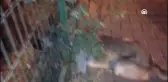 Kafası bahçe demirlerine sıkışan köpeği itfaiye kurtardı