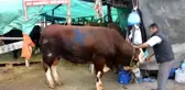 Kurban pazarının 