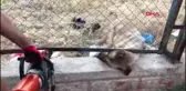 ŞANLIURFA TEL ÖRGÜLERE SIKIŞAN KÖPEĞİ İTFAİYE KURTARDI