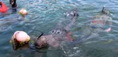 Yalovalı zıpkıncılar bu kez deniz canlıları için daldı
