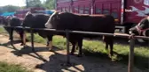 Kurban pazarında alıcı da satıcı da memnun değil