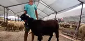 146 kiloluk teke, 3 bin 500 liradan alıcı buldu