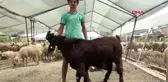 ADANA 146 KİLOLUK TEKE, 3 BİN 500 LİRADAN ALICI BULDU