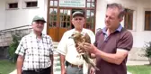 Köpeklerin saldırısından kurtarılan şahin koruma altına alındı