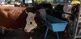 Kurban Bayramı'nda et tüketirken bunlara dikkat