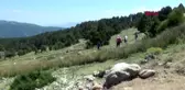DENİZLİ Dünyada sadece Denizli'de, ancak nesli tehlike altında