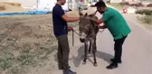 Ölmek üzere olan eşeğe dağda ilk müdahale