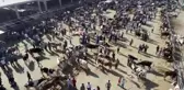 Şanlıurfa'da yetiştirilen kurbanlıklara yoğun ilgi