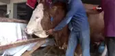 1 buçuk tonluk kurbanlık 'Asya' alıcısını bekliyor